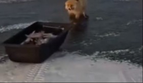 JEZIVA SCENA NA LEDU! Prišli da pokupe ulov, a iz snega iskočilo OVO – ribari OSTALI BEZ REČI! (VIDEO)